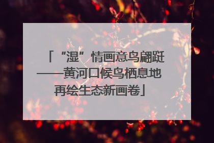 “湿”情画意鸟翩跹——黄河口候鸟栖息地再绘生态新画卷