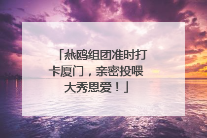 燕鸥组团准时打卡厦门，亲密投喂大秀恩爱！