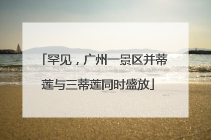 罕见，广州一景区并蒂莲与三蒂莲同时盛放