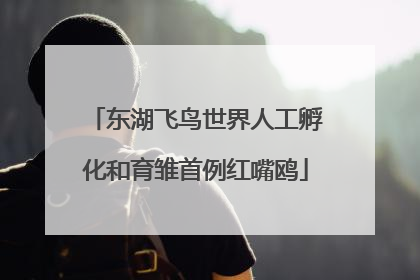 东湖飞鸟世界人工孵化和育雏首例红嘴鸥