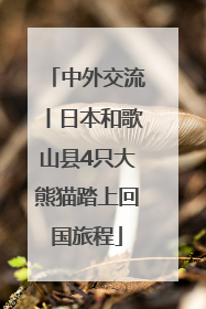 中外交流丨日本和歌山县4只大熊猫踏上回国旅程