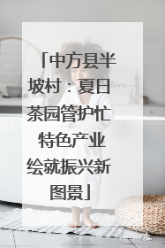 中方县半坡村：夏日茶园管护忙 特色产业绘就振兴新图景
