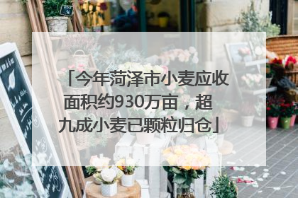 今年菏泽市小麦应收面积约930万亩，超九成小麦已颗粒归仓