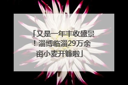 又是一年丰收盛景！淄博临淄29万余亩小麦开镰啦