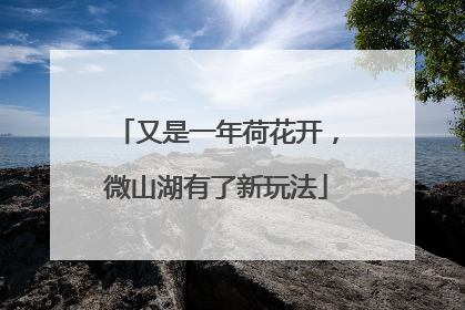又是一年荷花开，微山湖有了新玩法