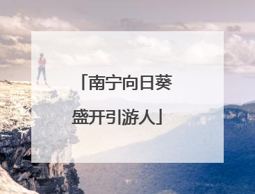 南宁向日葵盛开引游人