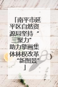 南平市延平区自然资源局坚持“三聚力” 助力擎画集体林权改革“新图景”