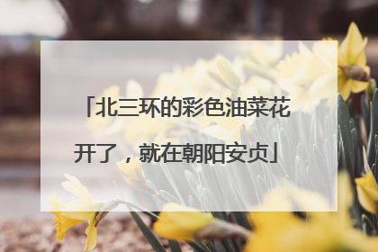 北三环的彩色油菜花开了，就在朝阳安贞