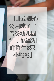 北京绿心公园成了“鸟类幼儿园”，福泽湖畔降生8只小鸳鸯