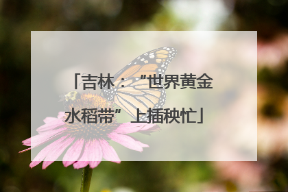 吉林：“世界黄金水稻带”上插秧忙