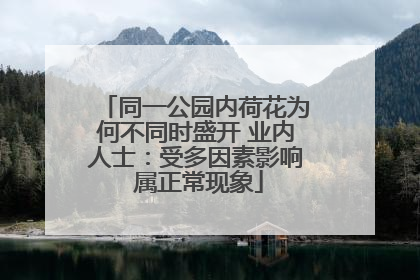 同一公园内荷花为何不同时盛开 业内人士：受多因素影响 属正常现象