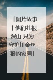 图片故事丨他们扎根深山 只为守护川金丝猴的家园