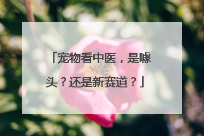 宠物看中医，是噱头？还是新赛道？