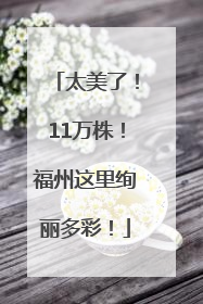 太美了！11万株！福州这里绚丽多彩！