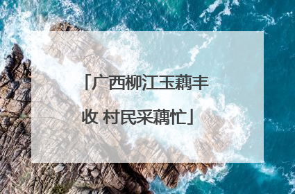 广西柳江玉藕丰收 村民采藕忙