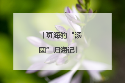 斑海豹“汤圆”归海记