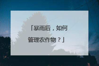 暴雨后，如何管理农作物？