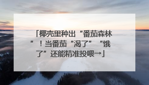 椰壳里种出“番茄森林”！当番茄“渴了”“饿了”还能精准投喂→