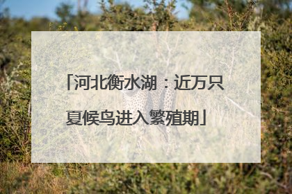 河北衡水湖：近万只夏候鸟进入繁殖期