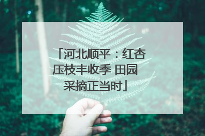 河北顺平：红杏压枝丰收季 田园采摘正当时