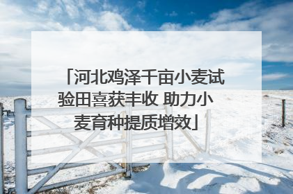 河北鸡泽千亩小麦试验田喜获丰收 助力小麦育种提质增效