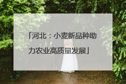 河北：小麦新品种助力农业高质量发展