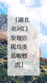 湖北老河口发现珍稀鸟类蓝喉蜂虎