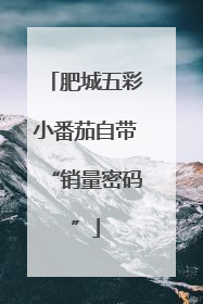 肥城五彩小番茄自带“销量密码”
