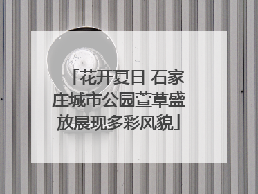 花开夏日 石家庄城市公园萱草盛放展现多彩风貌