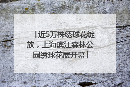 近5万株绣球花绽放，上海滨江森林公园绣球花展开幕