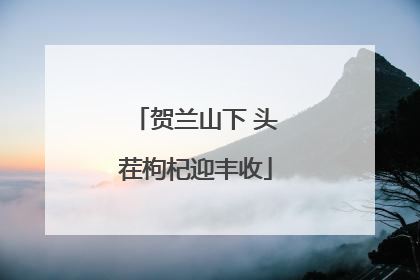 贺兰山下 头茬枸杞迎丰收
