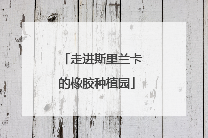 走进斯里兰卡的橡胶种植园