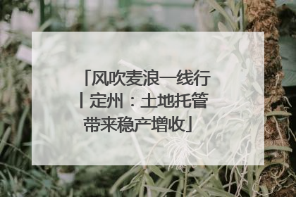 风吹麦浪一线行丨定州：土地托管带来稳产增收